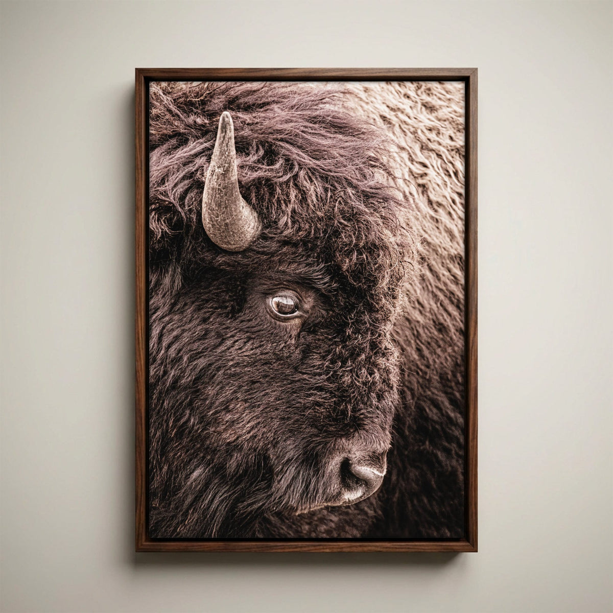 Bison Canvas Wall Art - Closeup Bison Photo