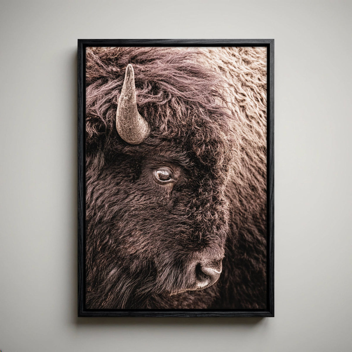 Bison Canvas Wall Art - Closeup Bison Photo