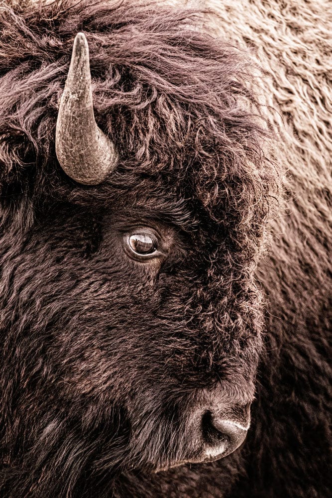 Bison Closeup Vertical Canvas Wall Art Paper Photo Print / 12 x 18 Inches Wall Art Teri James Photography