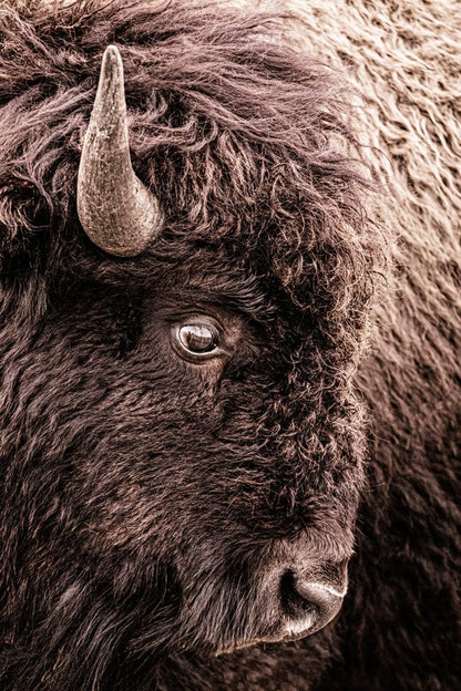 Bison Closeup Vertical Canvas Wall Art Paper Photo Print / 12 x 18 Inches Wall Art Teri James Photography