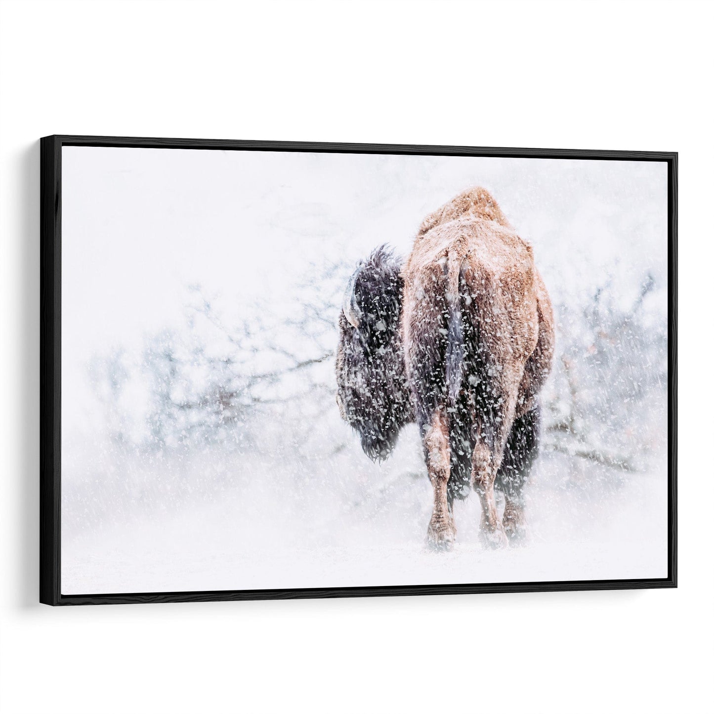 Bison in a Blizzard Canvas Canvas-Black Frame / 12 x 18 Inches Wall Art Teri James Photography