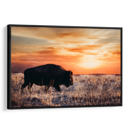 Bison Wall Art Canvas - Colorful Orange Sunset Canvas-Black Frame / 12 x 18 Inches Wall Art Teri James Photography