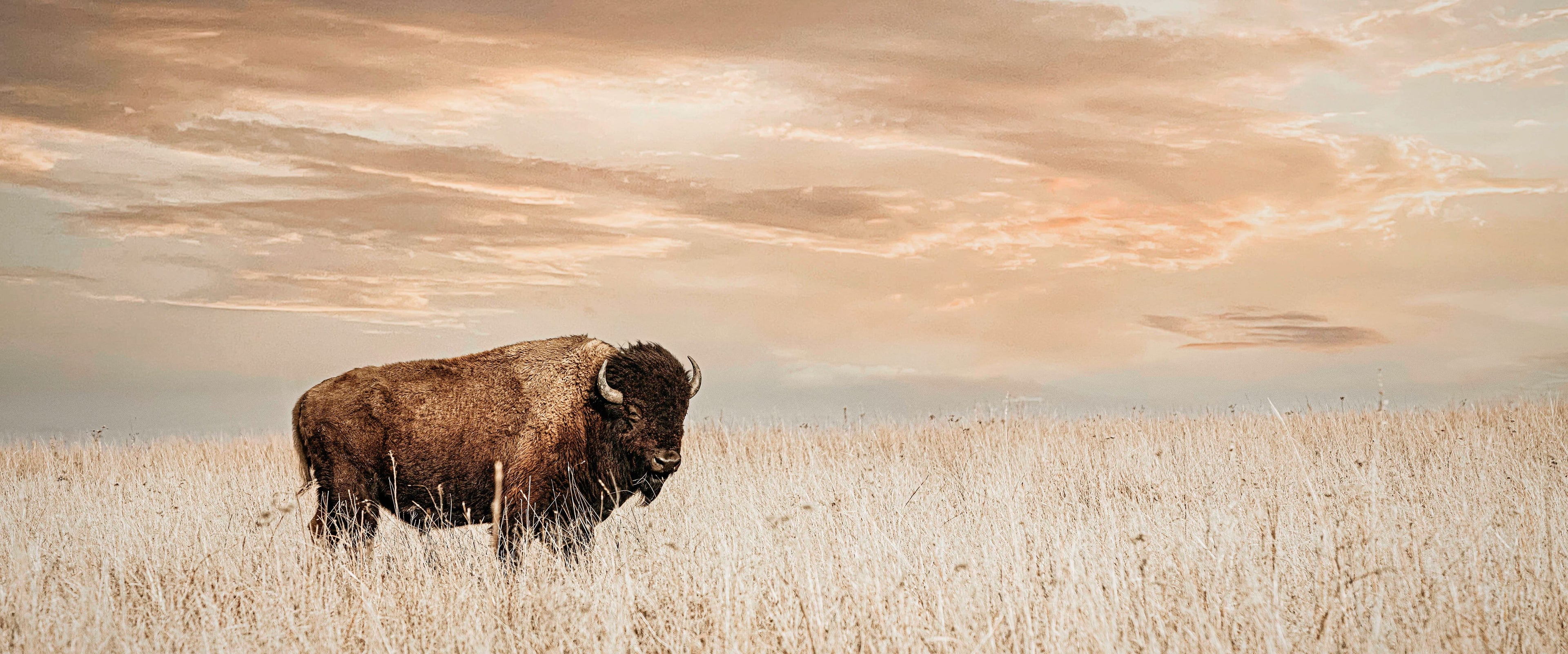 Bison or buffalo wall art canvas print for western or rustic decor.