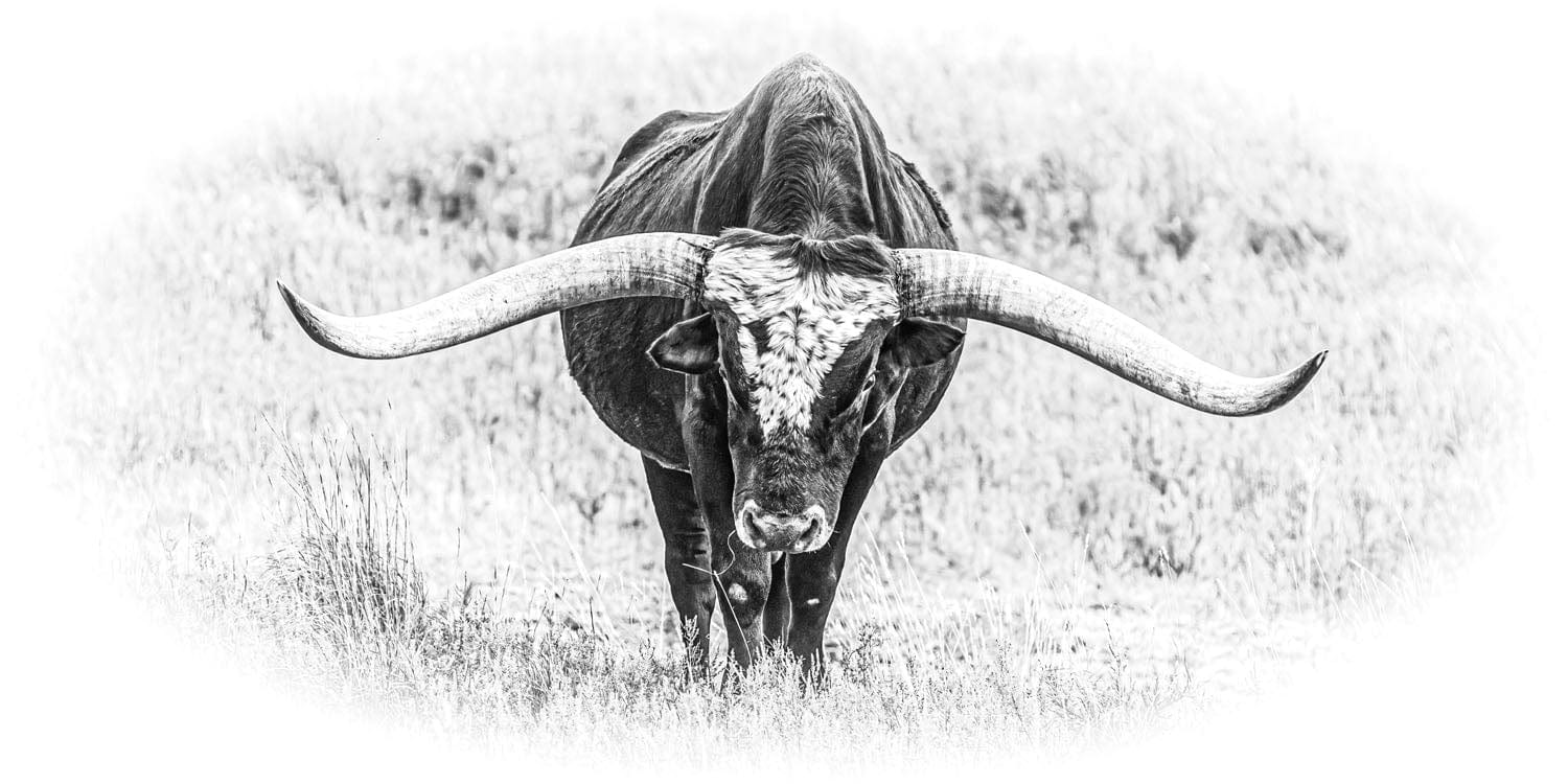 Black and White Longhorn Panorama Paper Photo Print / 10 x 20 Inches Wall Art Teri James Photography
