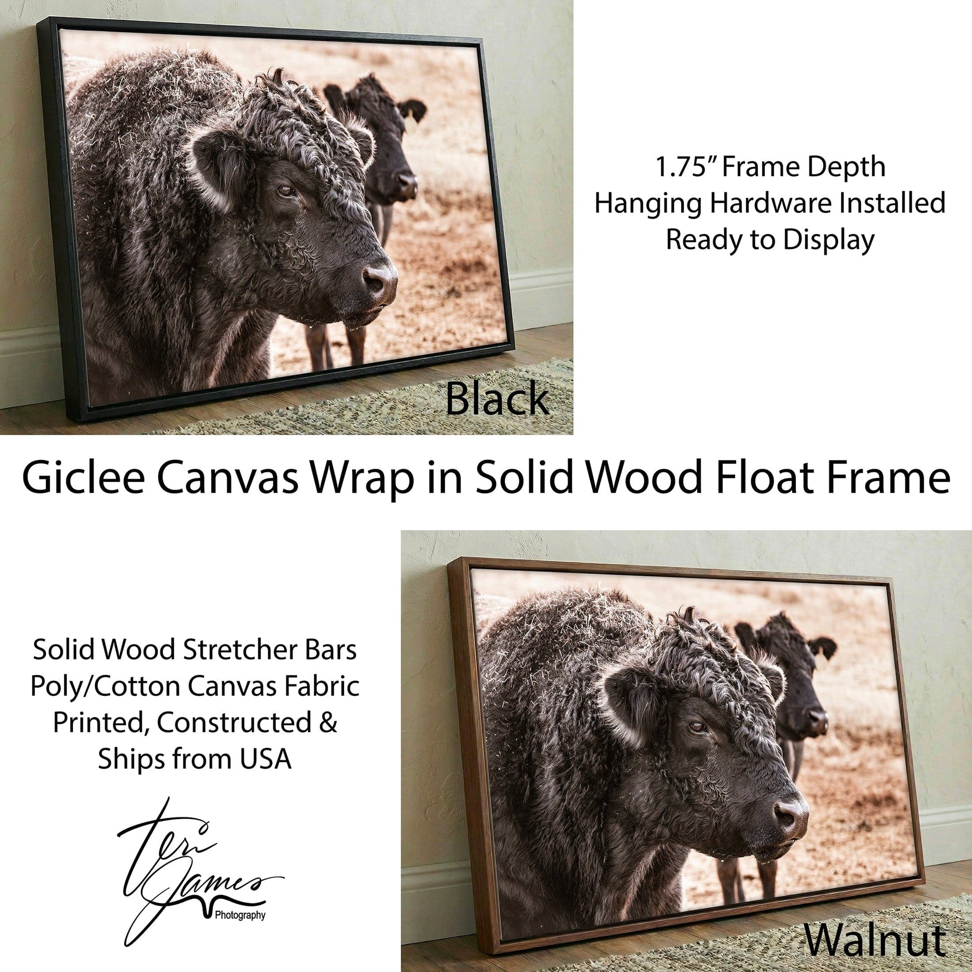 Black Angus Bull Art - Rustic Ranch Wall Decor Featuring Angus Cattle Print Canvas Canvas-Black Frame / 12 x 18 Inches Wall Art Teri James Photography