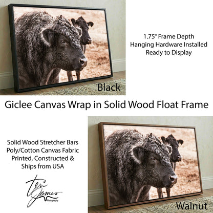 Black Angus Bull Art - Rustic Ranch Wall Decor Featuring Angus Cattle Print Canvas Canvas-Black Frame / 12 x 18 Inches Wall Art Teri James Photography