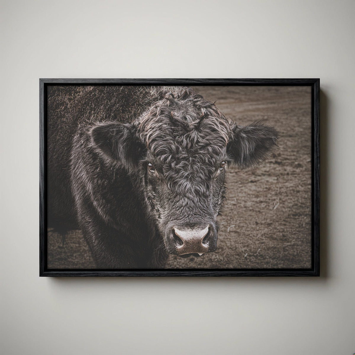 Black Angus Bull Print - Rustic Western Wall Art
