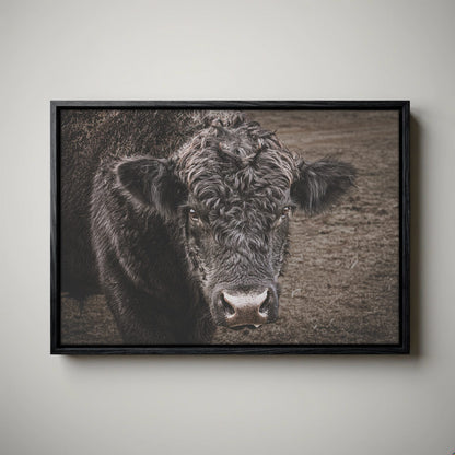 Black Angus Bull Print - Rustic Western Wall Art