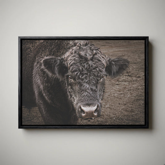 Black Angus Bull Print - Rustic Western Wall Art