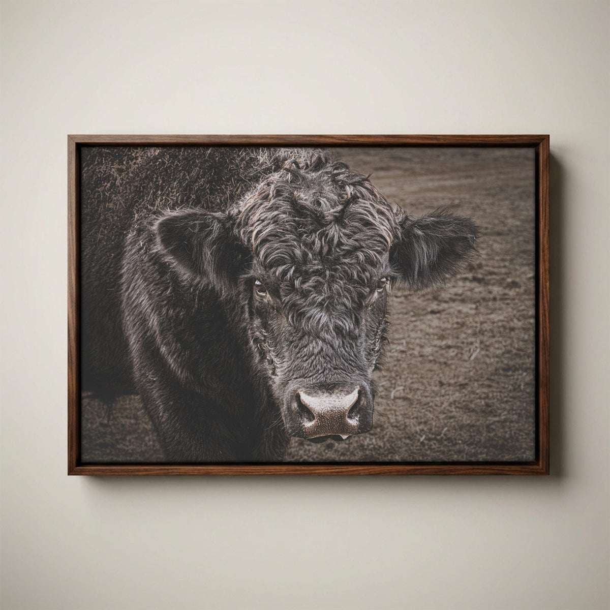 Black Angus Bull Print - Rustic Western Wall Art