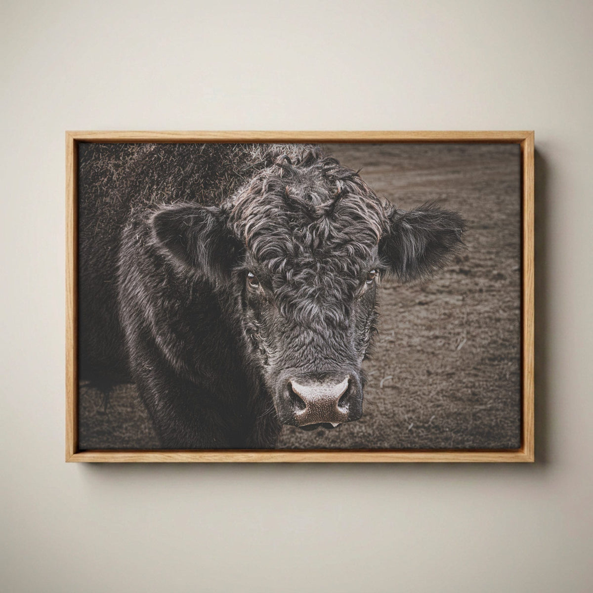 Black Angus Bull Print - Rustic Western Wall Art Canvas-Natural Oak Float Frame / 12 x 18 Inches