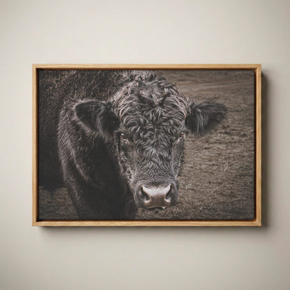 Black Angus Bull Print - Rustic Western Wall Art Canvas-Natural Oak Float Frame / 12 x 18 Inches