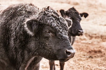 Black Angus Bull Wall Art Paper Photo Print / 12 x 18 Inches Wall Art Teri James Photography