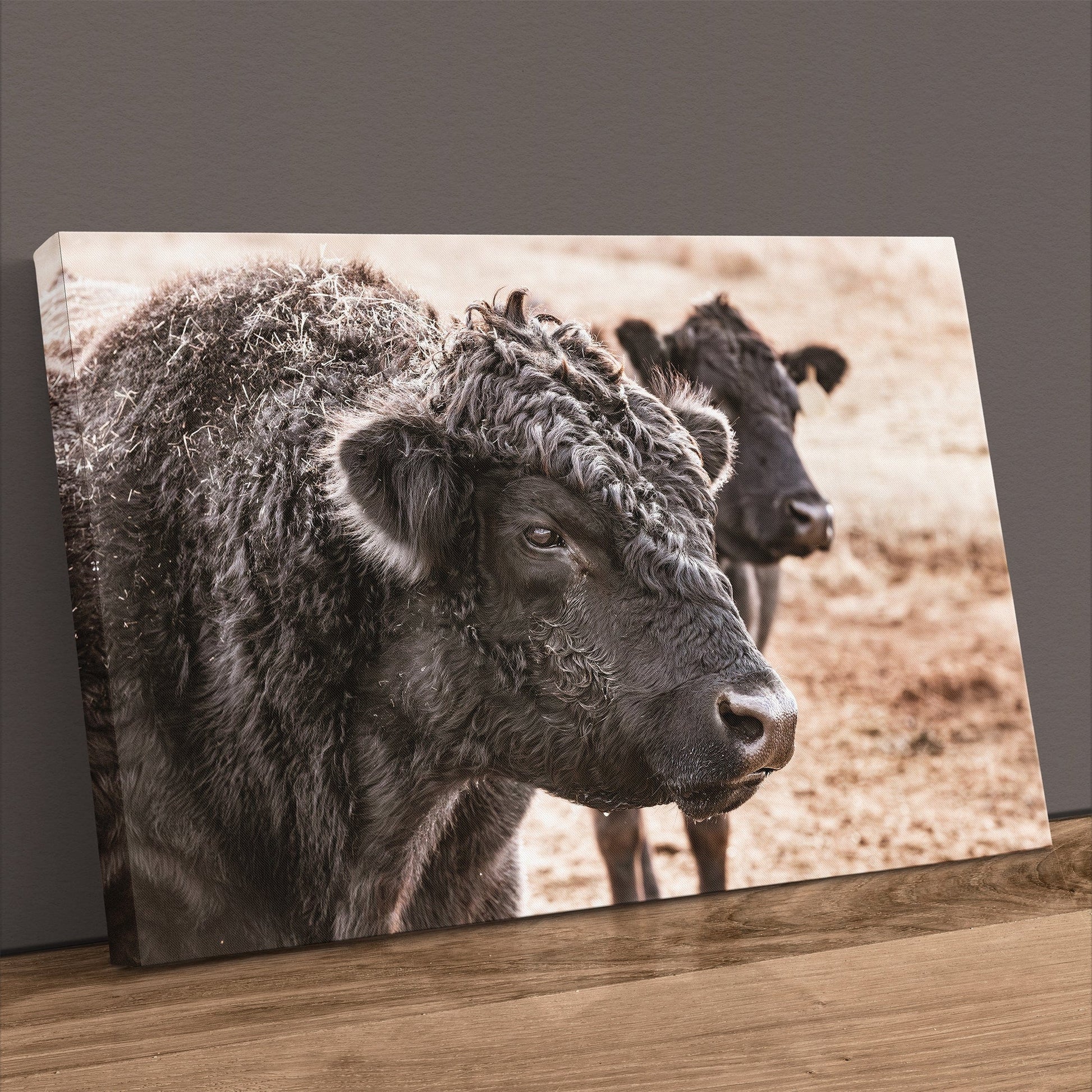Black Angus Bull Wall Art Canvas-Unframed / 12 x 18 Inches Wall Art Teri James Photography