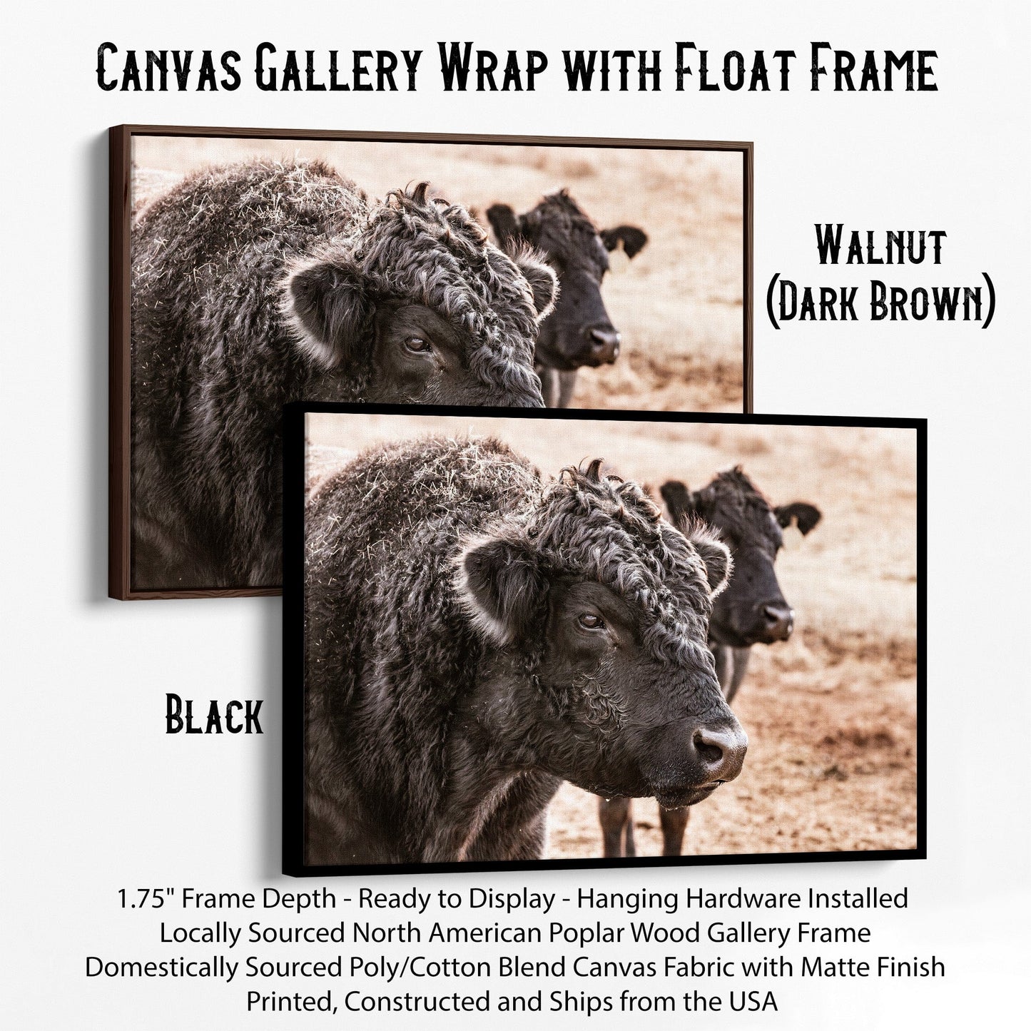 Black Angus Bull Wall Art Canvas-Black Frame / 12 x 18 Inches Wall Art Teri James Photography