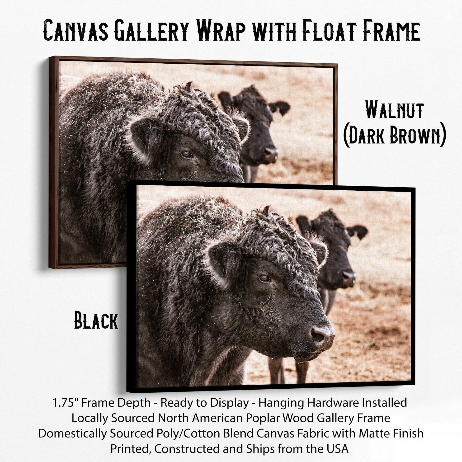 Black Angus Bull Wall Art Canvas-Black Frame / 12 x 18 Inches Wall Art Teri James Photography