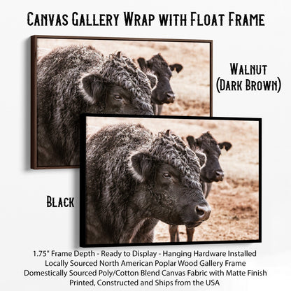 Black Angus Bull Wall Art Canvas-Black Frame / 12 x 18 Inches Wall Art Teri James Photography
