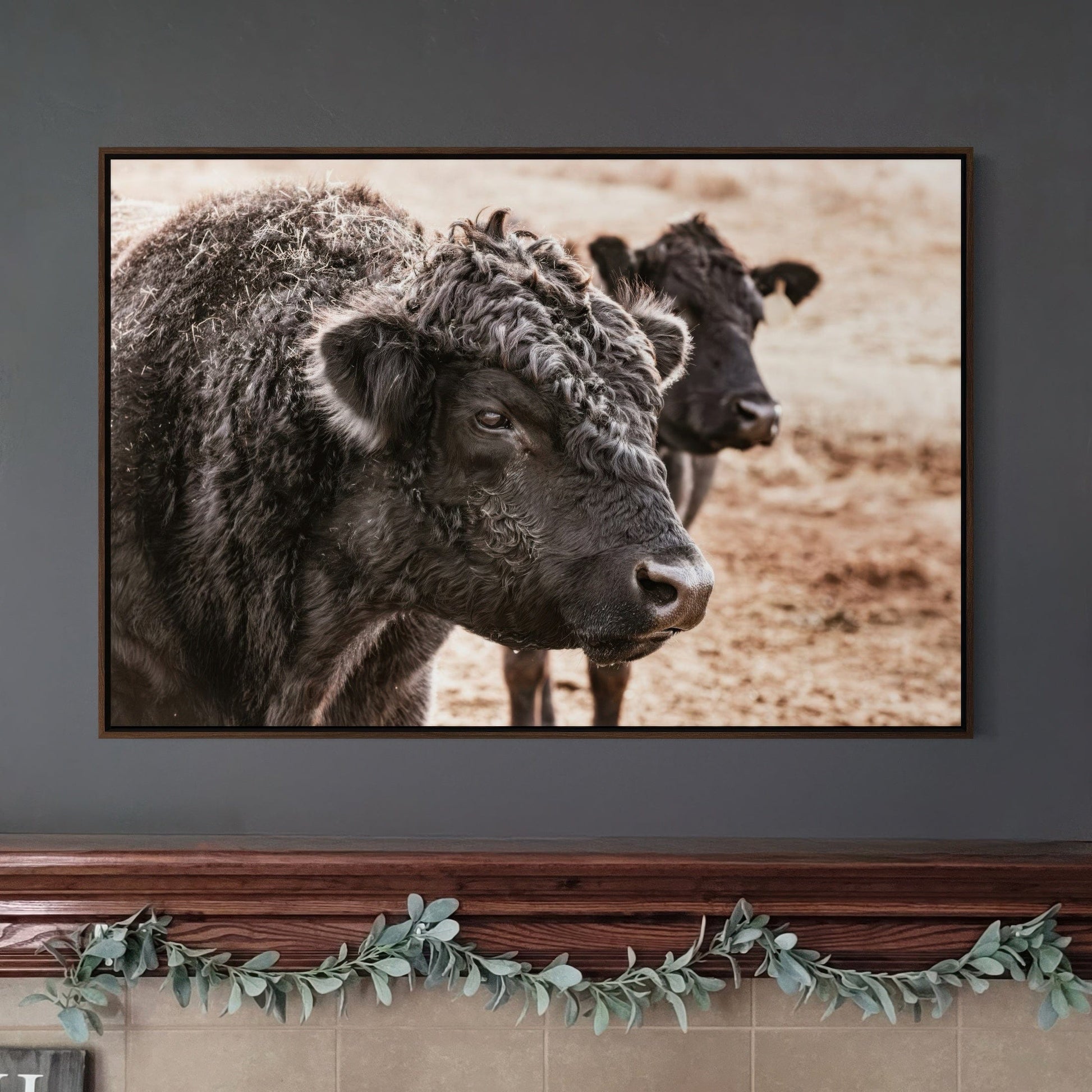 Black Angus Bull Wall Art Wall Art Teri James Photography