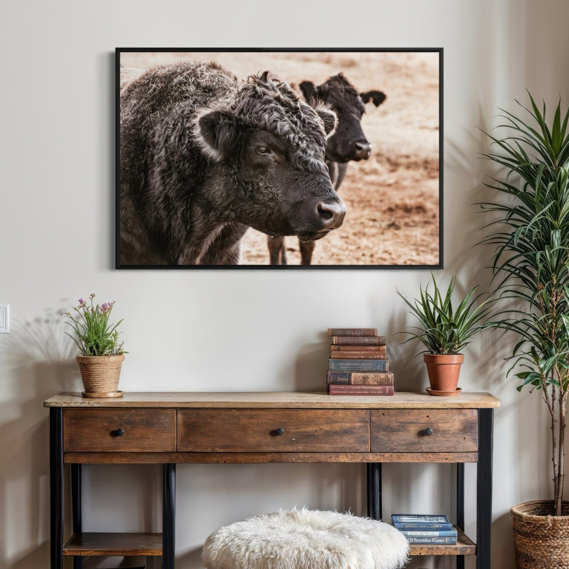 Black Angus Bull Wall Art Wall Art Teri James Photography