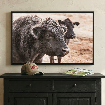 Black Angus Bull Wall Art Wall Art Teri James Photography