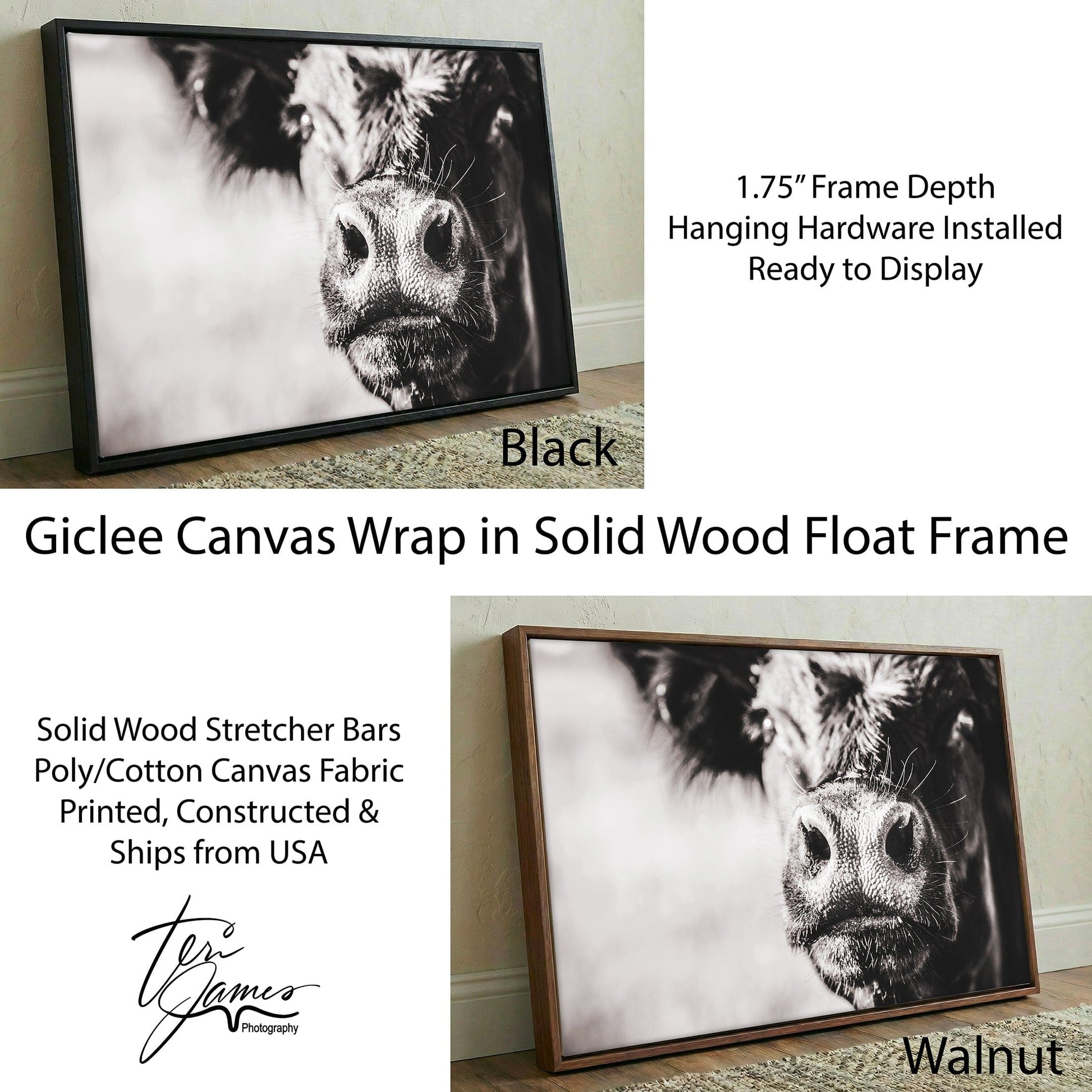 Black Angus Canvas Art - Playful Cow Closeup Rustic Farm Animal Wall Decor Canvas-Black Frame / 12 x 18 Inches Wall Art Teri James Photography