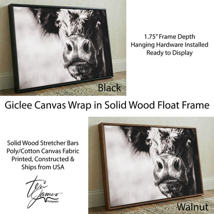 Black Angus Canvas Art - Playful Cow Closeup Rustic Farm Animal Wall Decor Canvas-Black Frame / 12 x 18 Inches Wall Art Teri James Photography