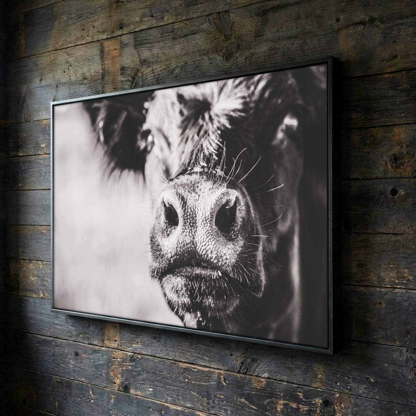 Black Angus Canvas Art - Playful Cow Closeup