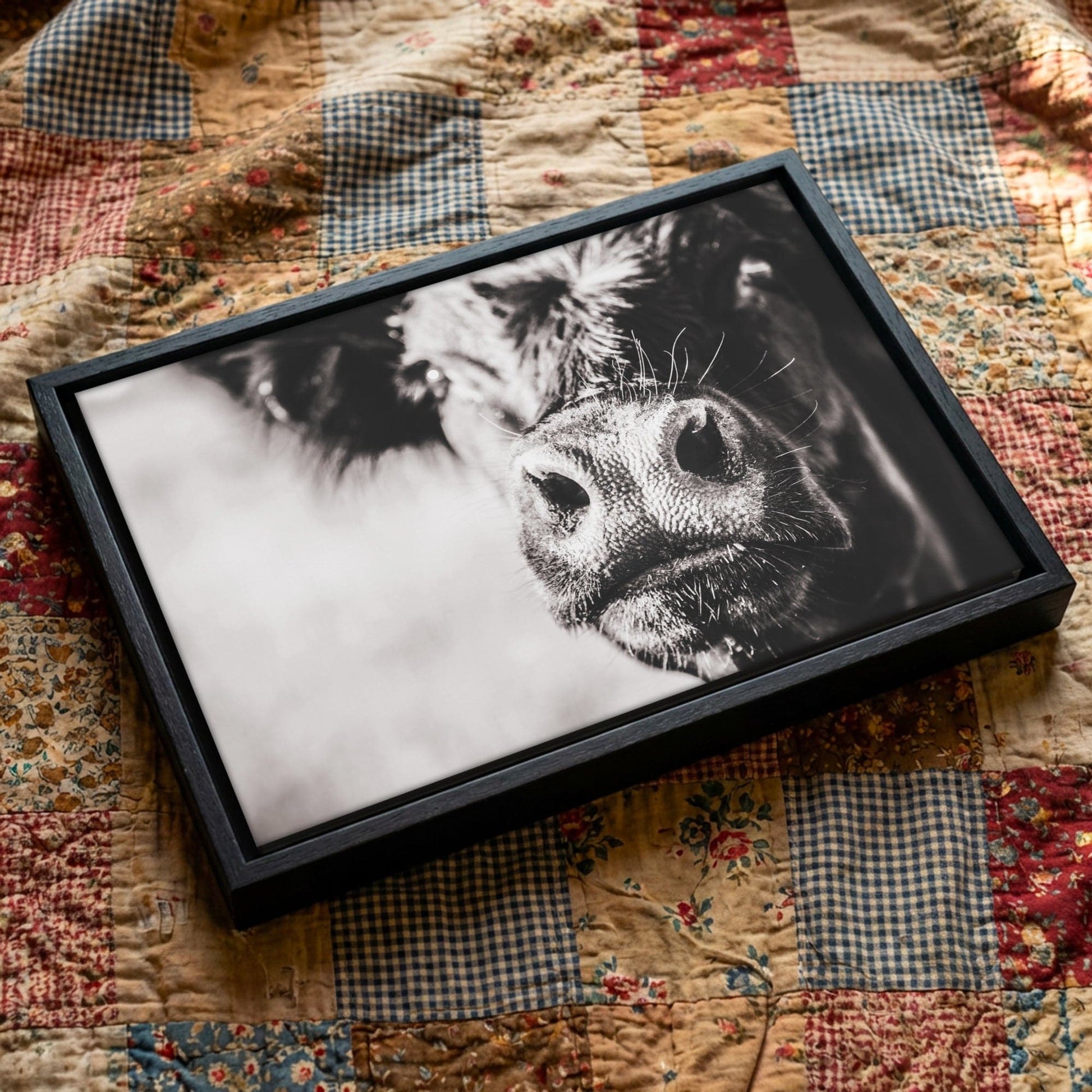 Black Angus Canvas Art - Playful Cow Closeup