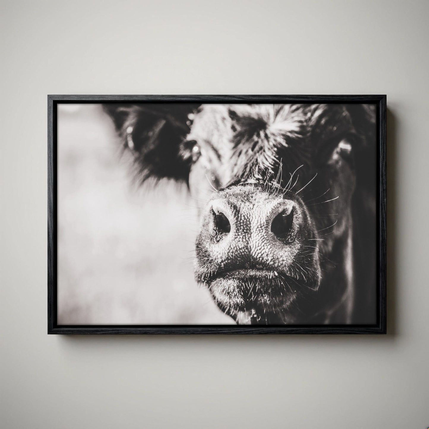 Black Angus Canvas Art - Playful Cow Closeup