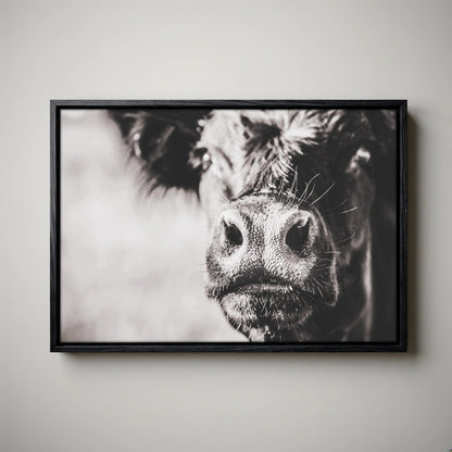 Black Angus Canvas Art - Playful Cow Closeup