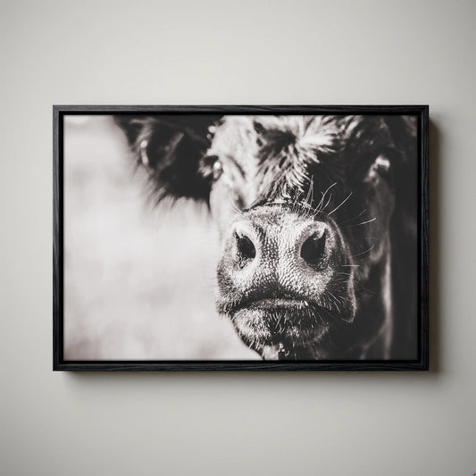 Black Angus Canvas Art - Playful Cow Closeup