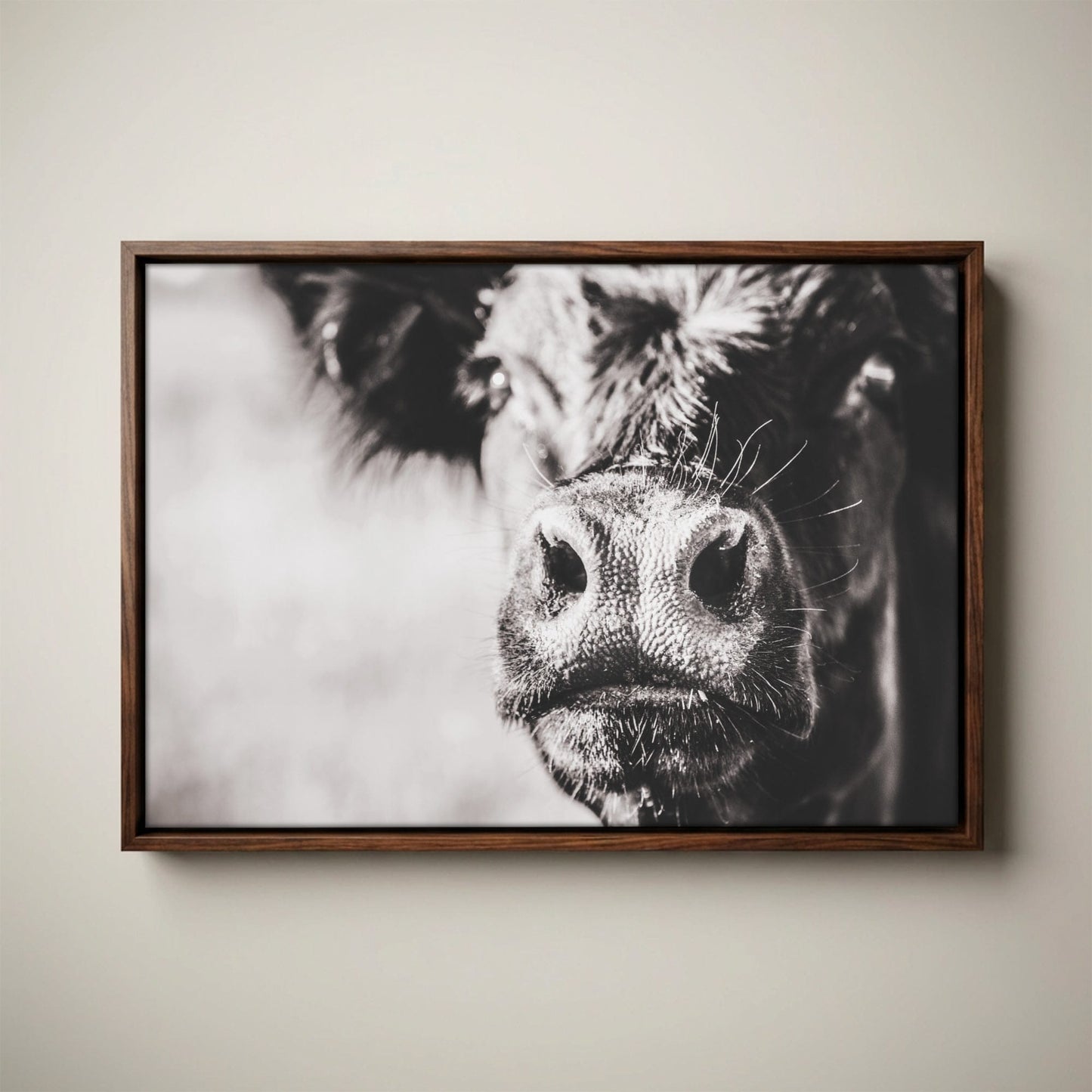 Black Angus Canvas Art - Playful Cow Closeup