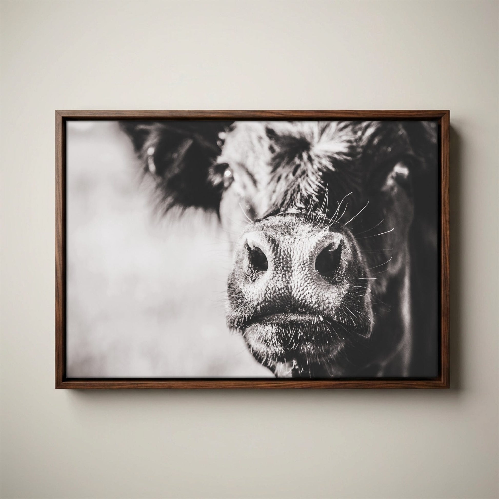 Black Angus Canvas Art - Playful Cow Closeup