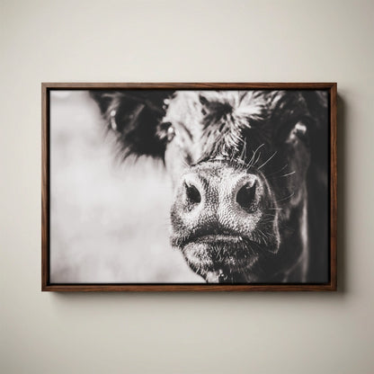 Black Angus Canvas Art - Playful Cow Closeup