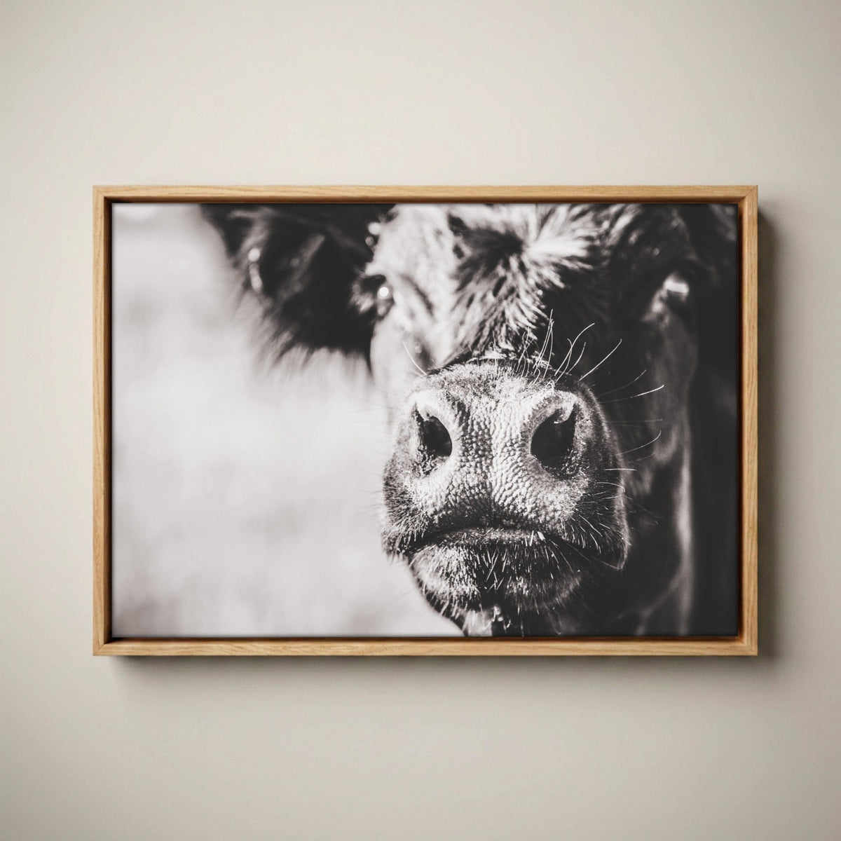 Black Angus Canvas Art - Playful Cow Closeup Canvas-Natural Oak Float Frame / 12 x 18 Inches
