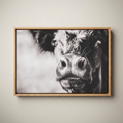 Black Angus Canvas Art - Playful Cow Closeup Canvas-Natural Oak Float Frame / 12 x 18 Inches