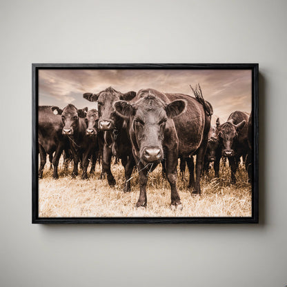 Black Angus Canvas Art - Rustic Western Wall Decor Cow Print