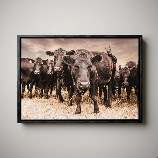 Black Angus Canvas Art - Rustic Western Wall Decor Cow Print