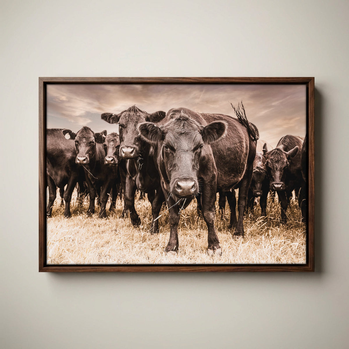 Black Angus Canvas Art - Rustic Western Wall Decor Cow Print