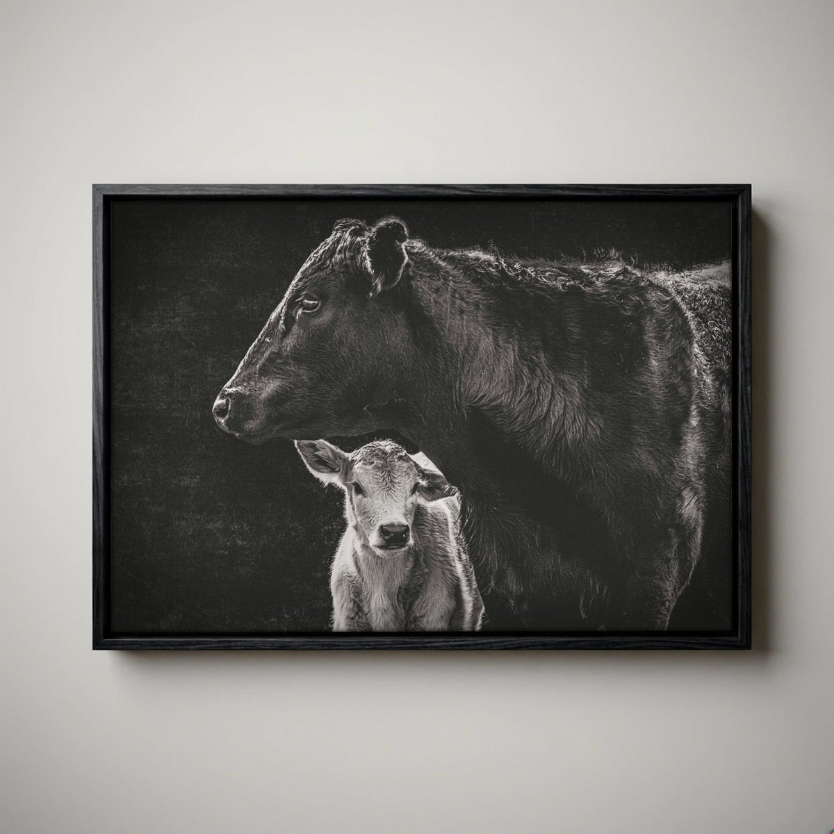 Black Angus Canvas Print - Cow and Calf Print