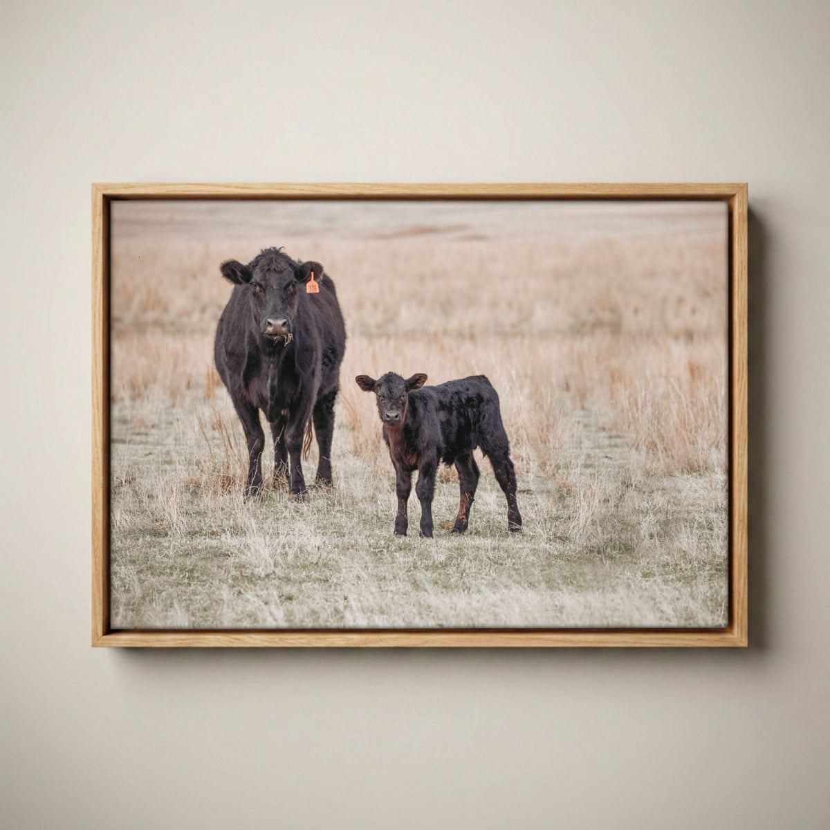 Black Angus Canvas Print – Cow and Calf Western Nursery Art Canvas-Natural Oak Float Frame / 12 x 18 Inches