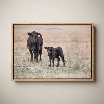 Black Angus Canvas Print – Cow and Calf Western Nursery Art Canvas-Natural Oak Float Frame / 12 x 18 Inches