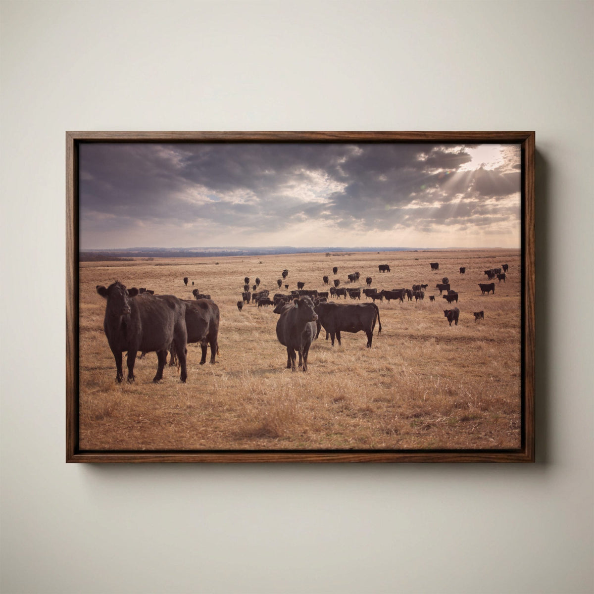Black Angus Canvas Print – Rustic Prairie Cattle Wall Art