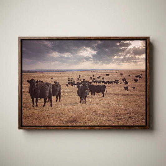Black Angus Canvas Print – Rustic Prairie Cattle Wall Art