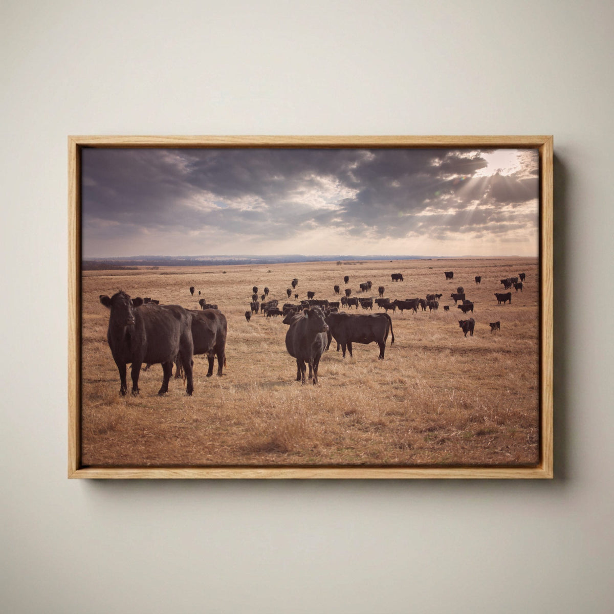 Black Angus Canvas Print – Rustic Prairie Cattle Wall Art Canvas-Natural Oak Float Frame / 12 x 18 Inches