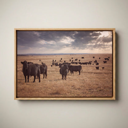 Black Angus Canvas Print – Rustic Prairie Cattle Wall Art Canvas-Natural Oak Float Frame / 12 x 18 Inches