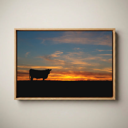 Black Angus Canvas Print – Sunset Wall Art Canvas-Natural Oak Float Frame / 12 x 18 Inches