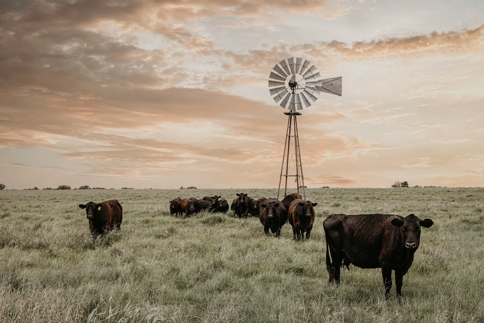 Black Angus Cattle and Old Windmill Paper Photo Print / 12 x 18 Inches Wall Art Teri James Photography