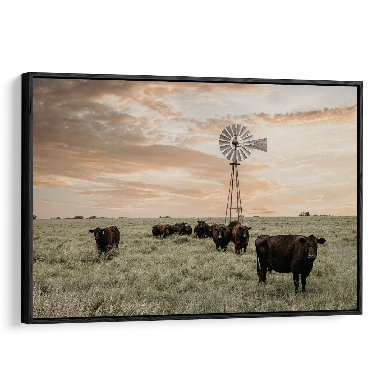 Black Angus Cattle and Old Windmill Wall Art Teri James Photography