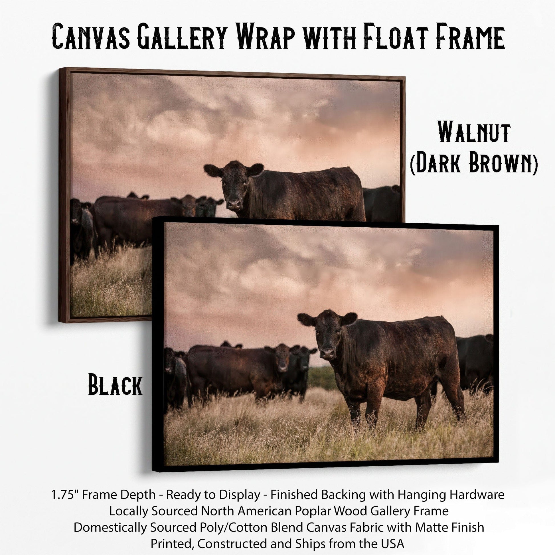 Black Angus Cattle at Sunset - Angus Cows Wall Art Canvas Canvas-Black Frame / 12 x 18 Inches Wall Art Teri James Photography